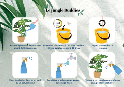 Buddies - 1 à 3 plantes LOT DE 20