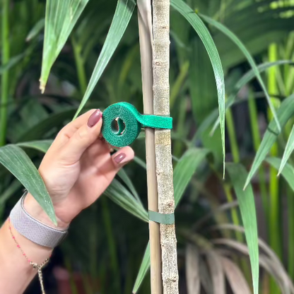 ruban accroche plante sur un olivier